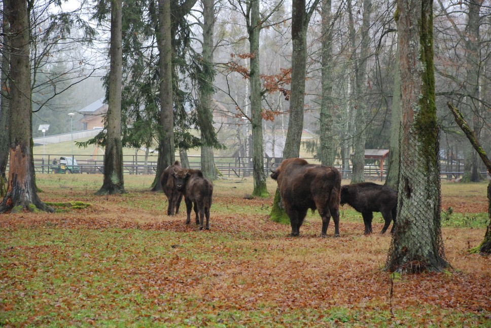 Rezerwat Pokazowy Żubrów w Białowieży